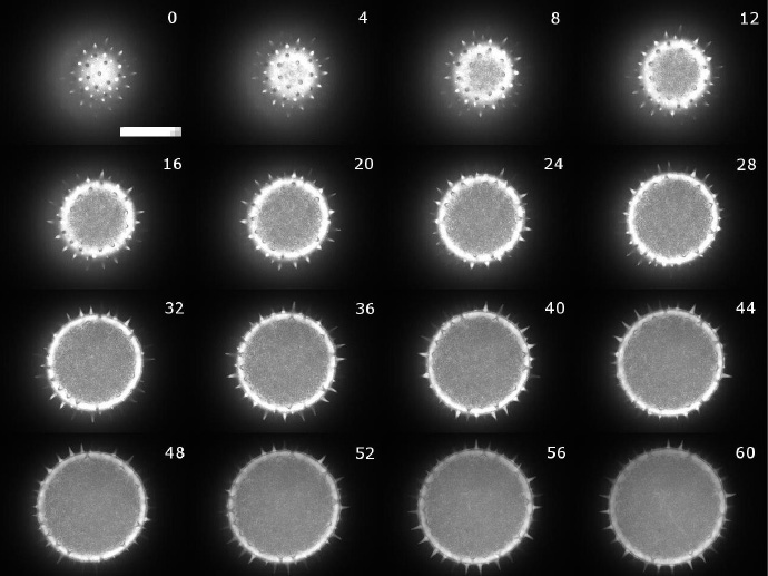 花粉粒（直径 100μm）的 Z 叠图，范围为 60μm